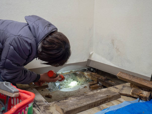 Best Post-Construction Mold Inspection  in Arcadia, SC