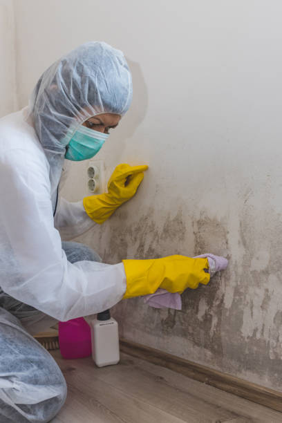 Best Emergency Mold Remediation  in Arcadia, SC