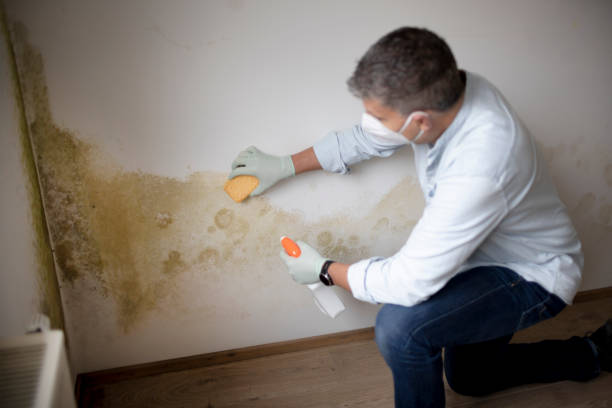 Best Mold Prevention Services  in Arcadia, SC