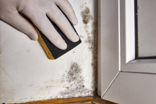 Best Asbestos and Lead Testing During Mold Inspection  in Arcadia, SC